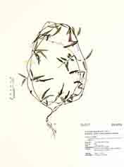 Specimen thumbnail